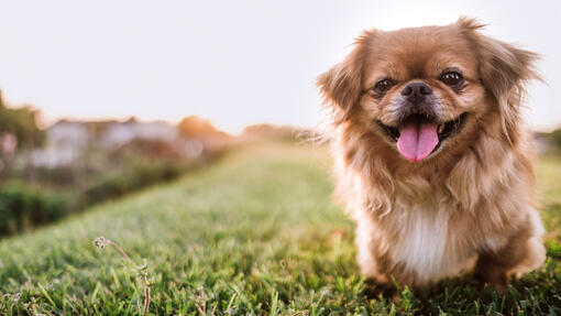 Dogs like fashion pekingese